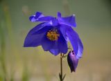 Aquilegia glandulosa