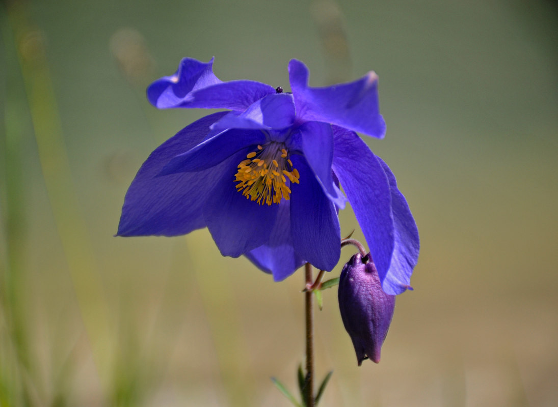 Image of Aquilegia glandulosa specimen.