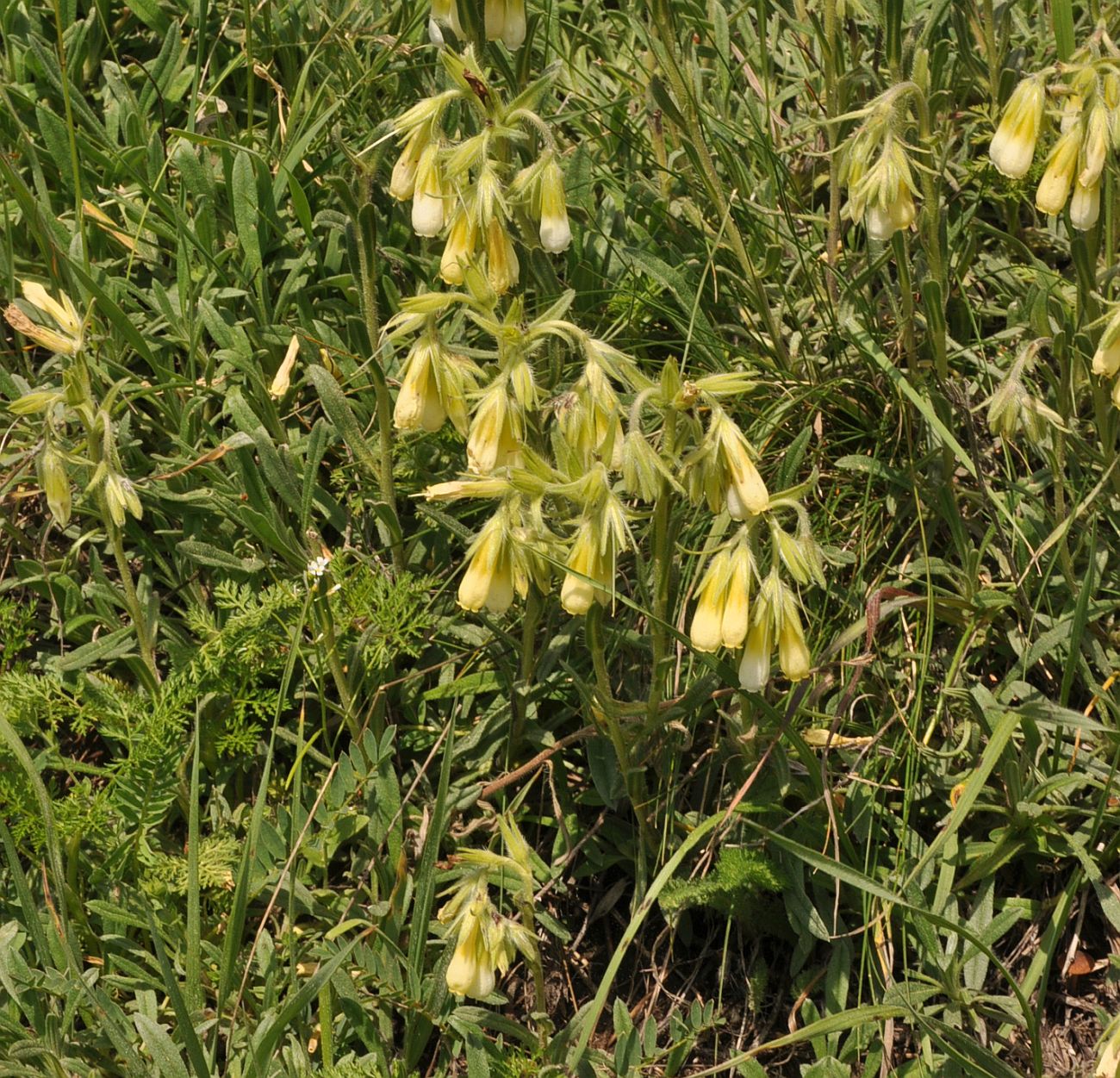 Image of Onosma caucasica specimen.