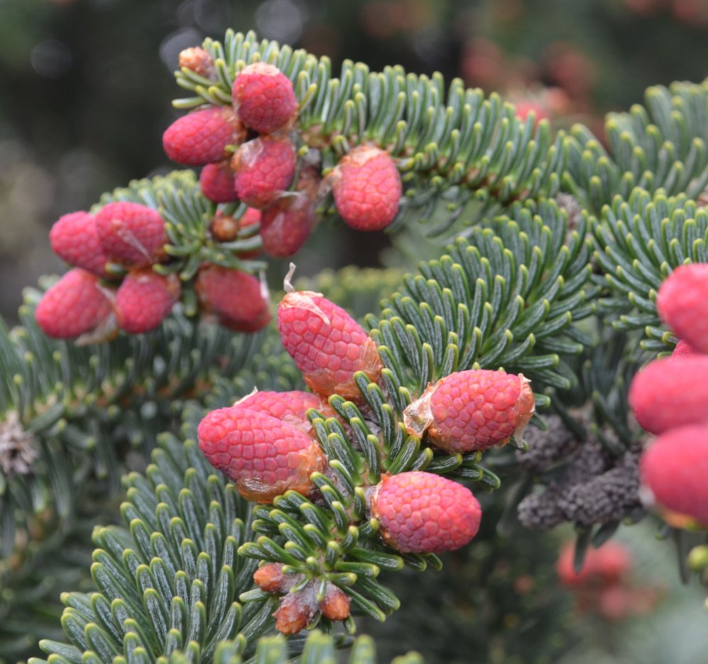 Image of Abies pinsapo specimen.