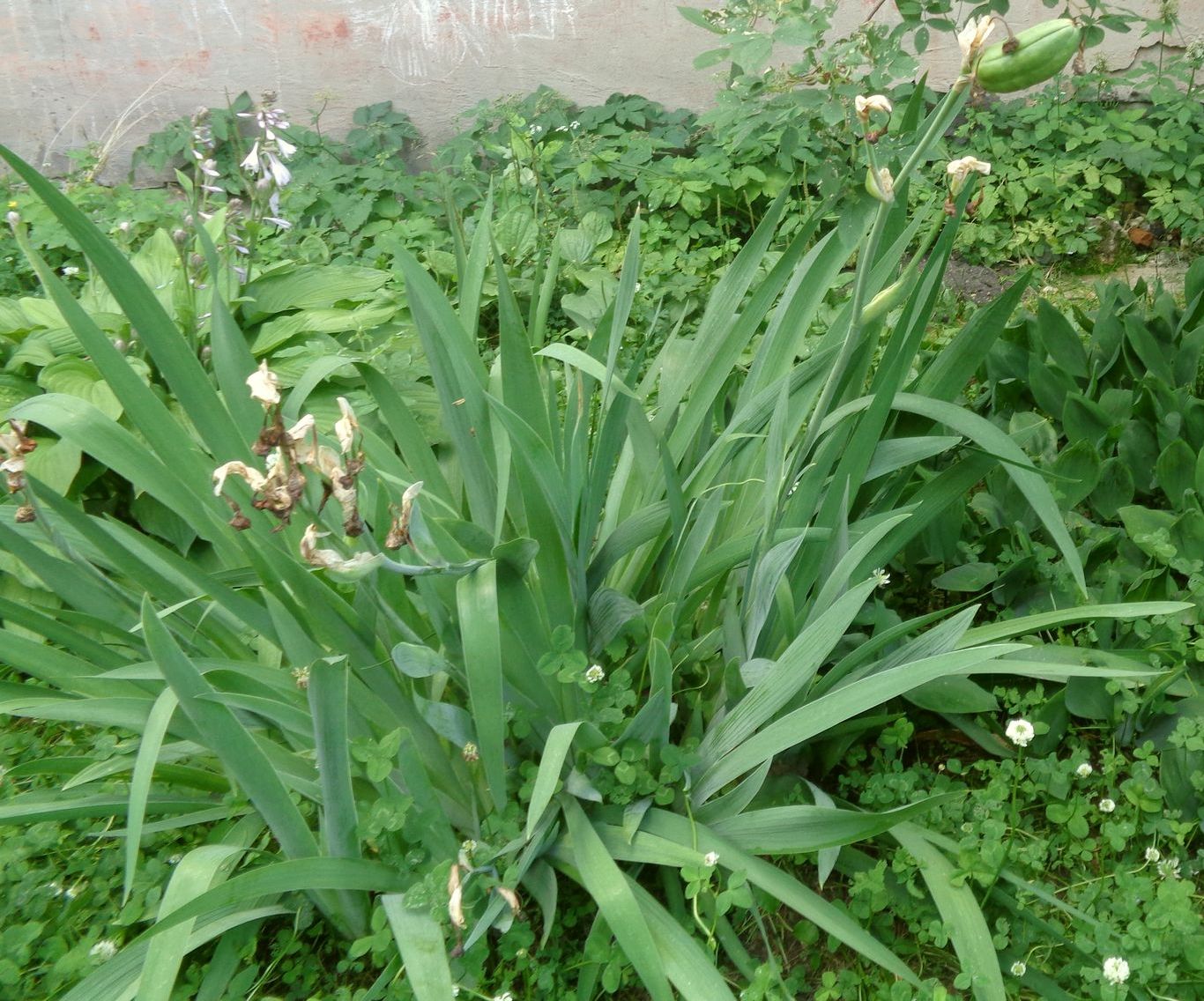Image of Iris × hybrida specimen.