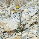 Crepis rhoeadifolia