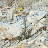 Crepis rhoeadifolia