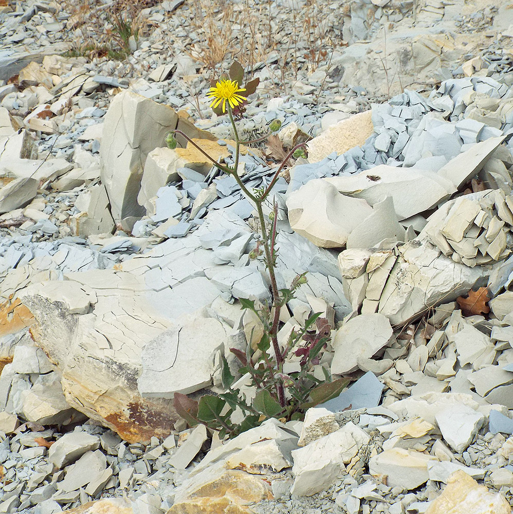 Image of Crepis rhoeadifolia specimen.
