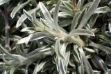 Convolvulus oleifolius