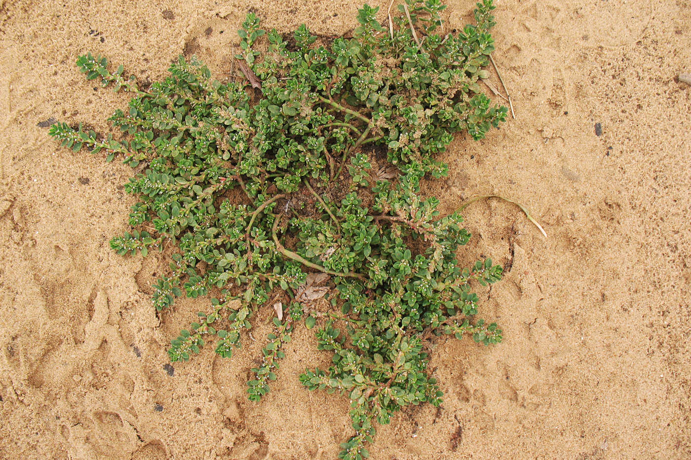 Image of Polygonum aviculare specimen.