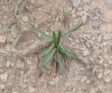 genus Plantago