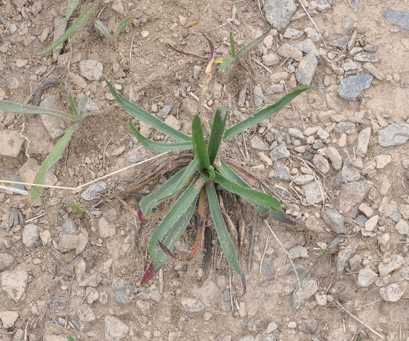 Изображение особи род Plantago.