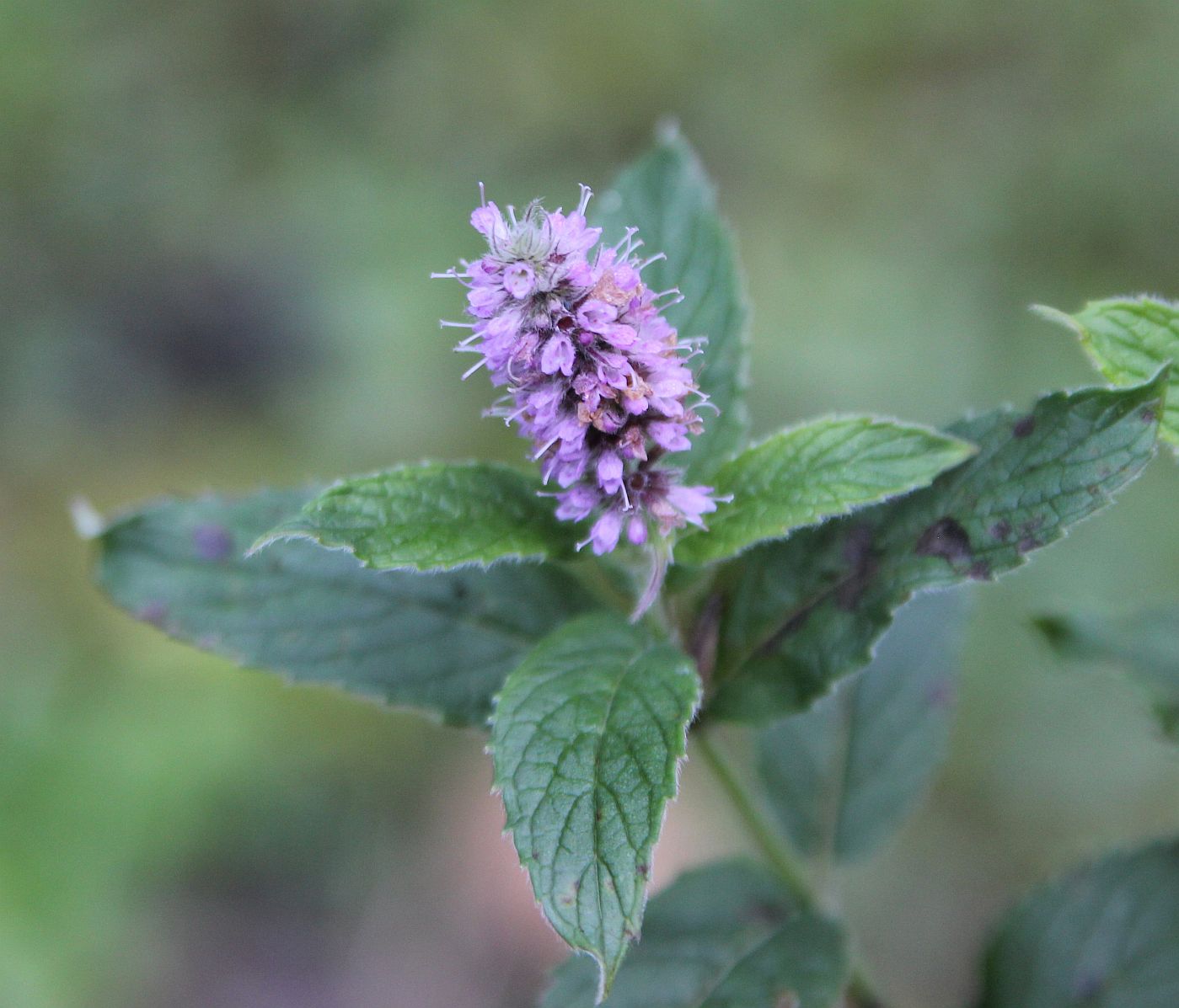 Изображение особи Mentha longifolia.