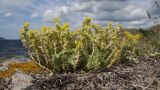 Sedum acre