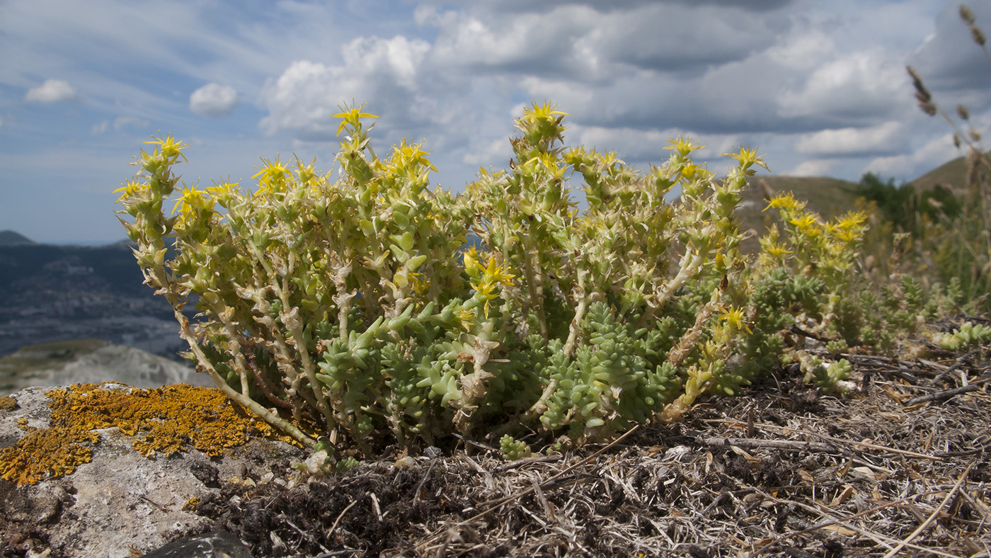 Image of Sedum acre specimen.