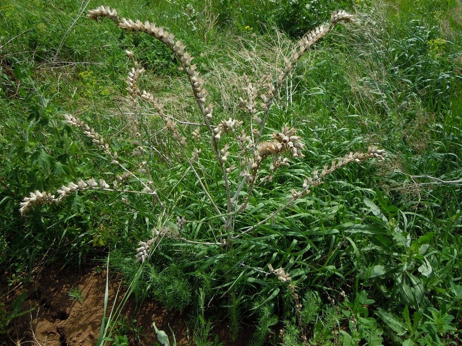 Изображение особи Hyoscyamus niger.