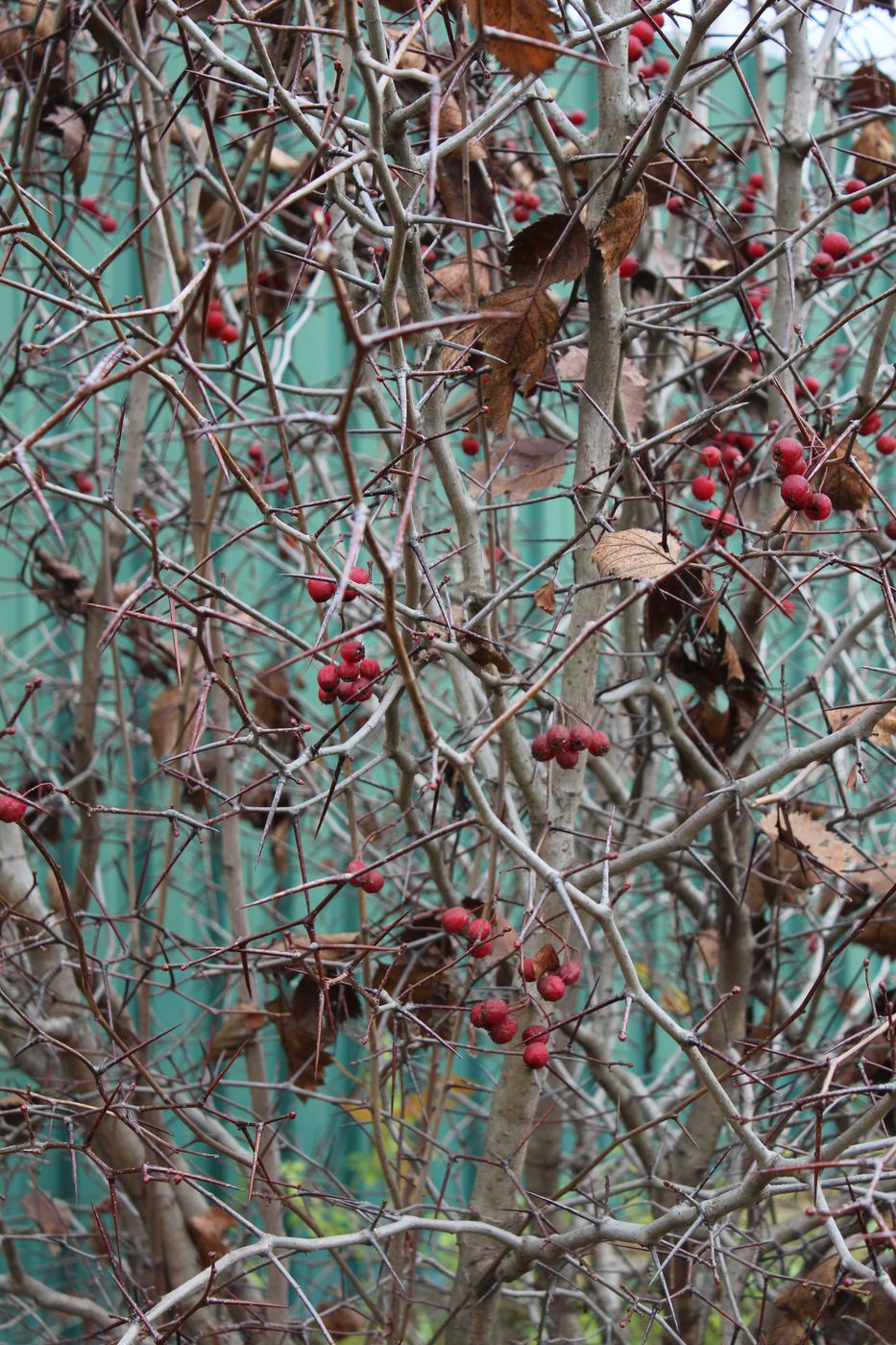 Изображение особи Crataegus submollis.