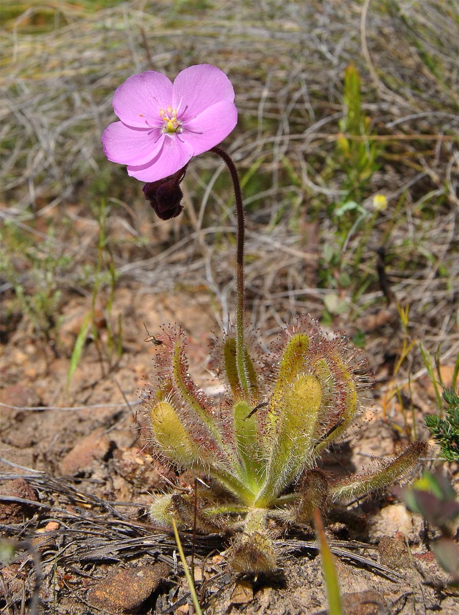 Image of Drosera hilaris specimen.