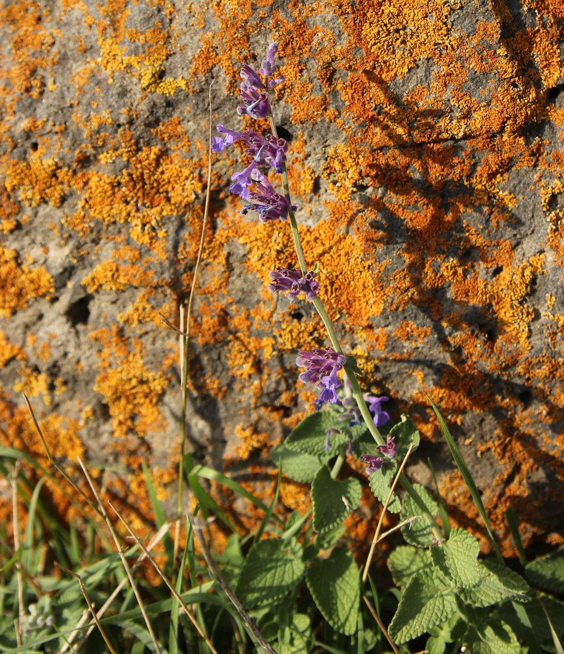 Изображение особи род Nepeta.