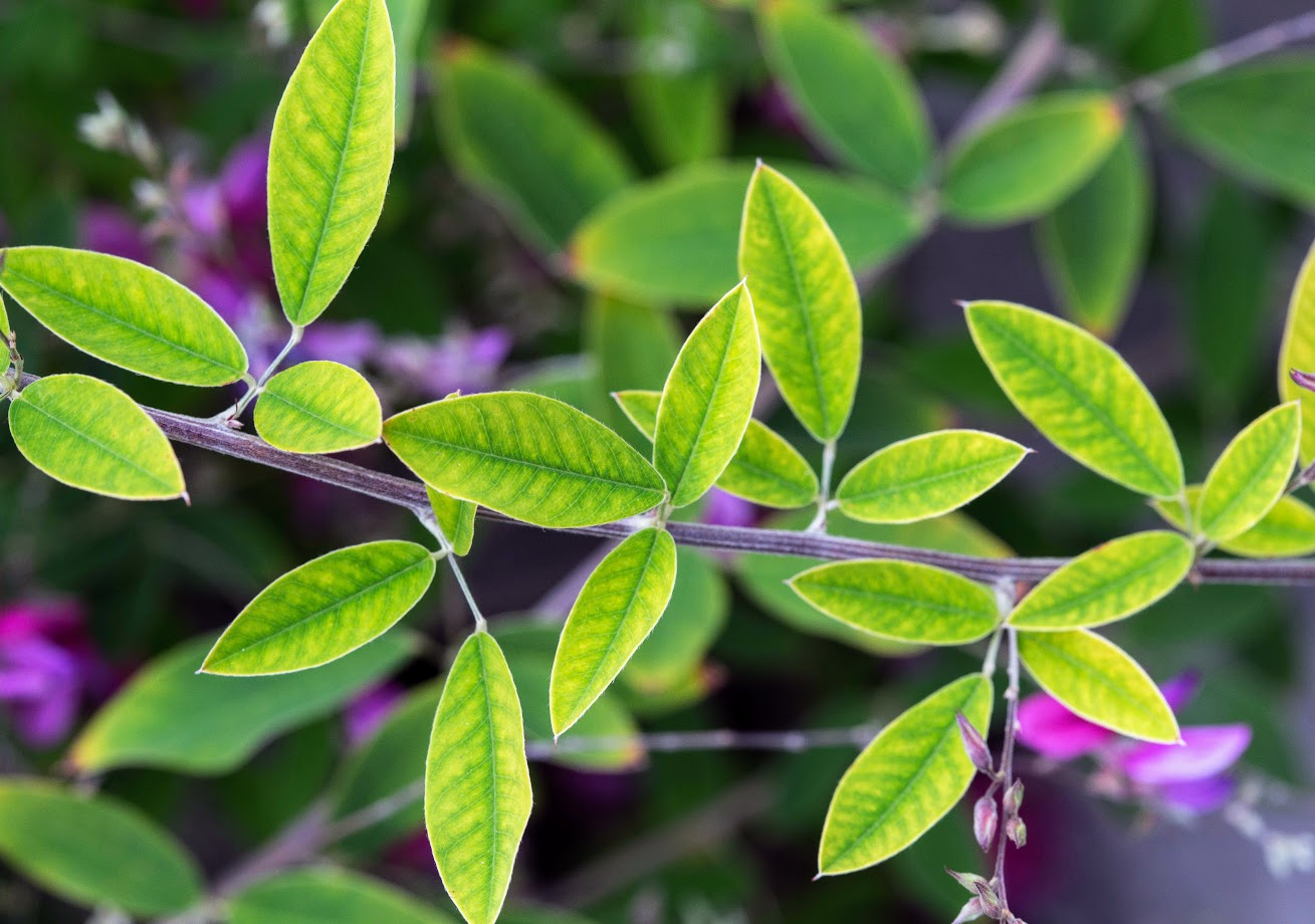 Изображение особи Lespedeza thunbergii.