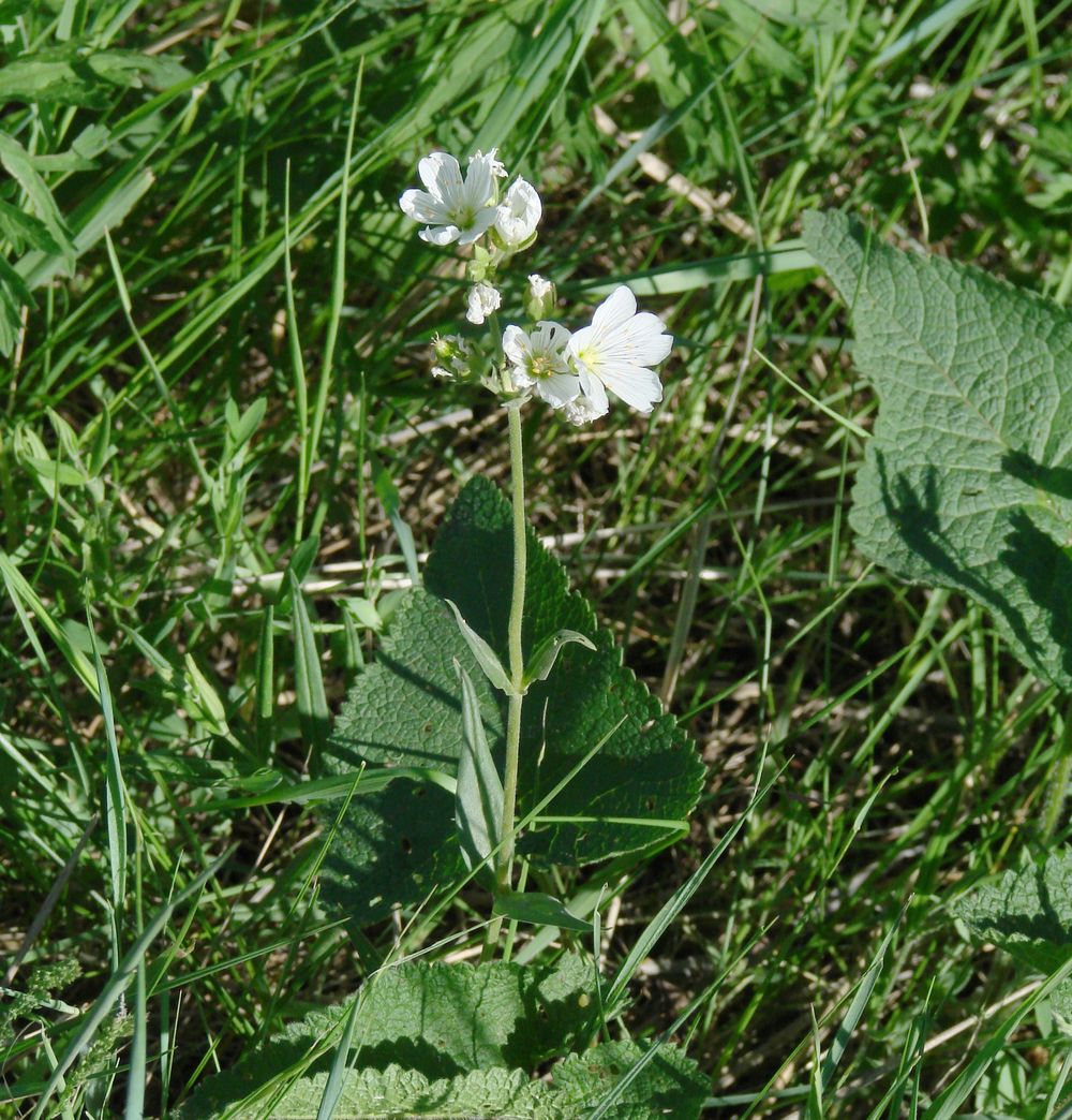 Image of Cerastium maximum specimen.