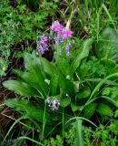 Primula nivalis