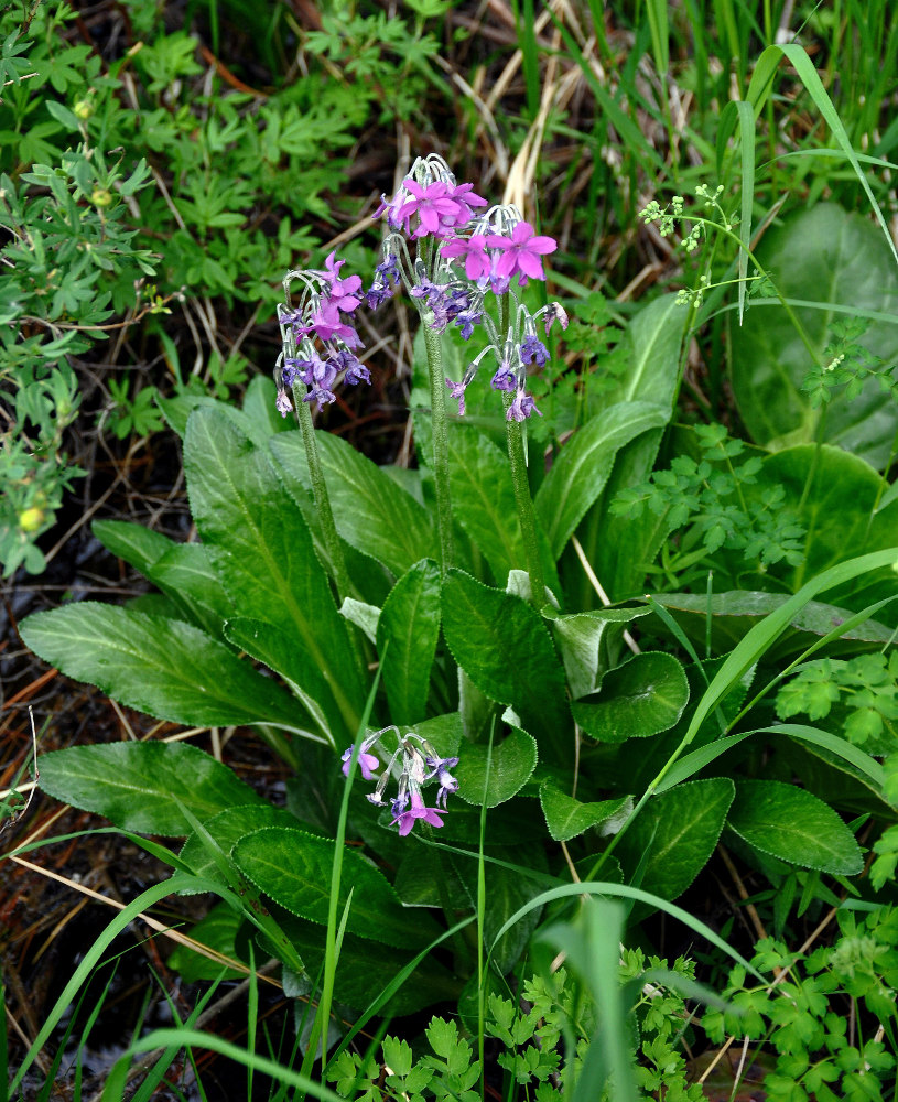 Изображение особи Primula nivalis.