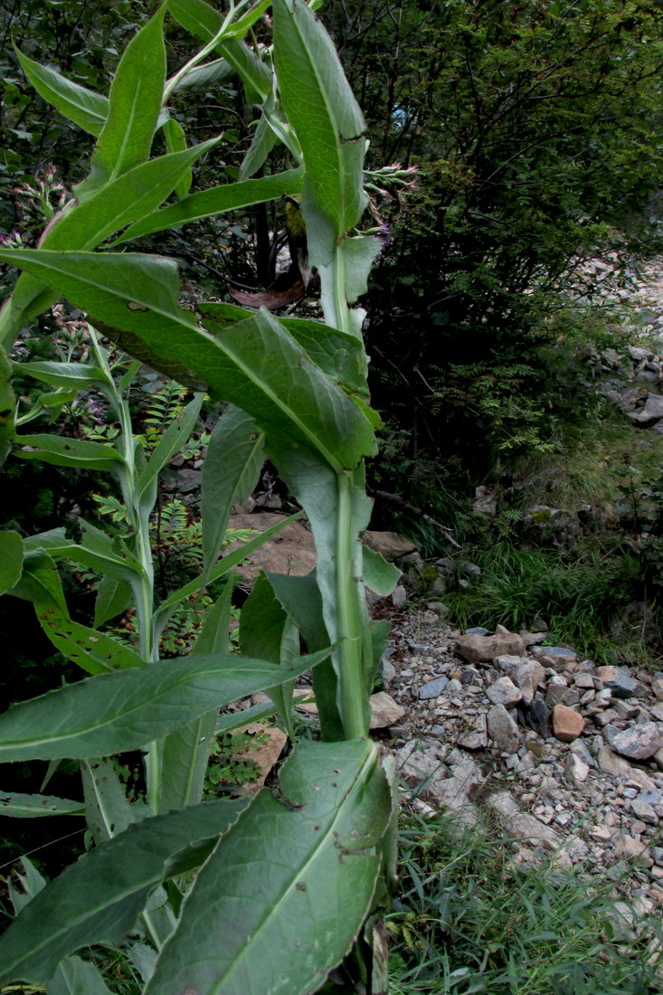 Image of Saussurea schweingruberi specimen.