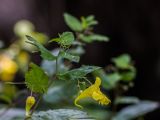 Impatiens noli-tangere