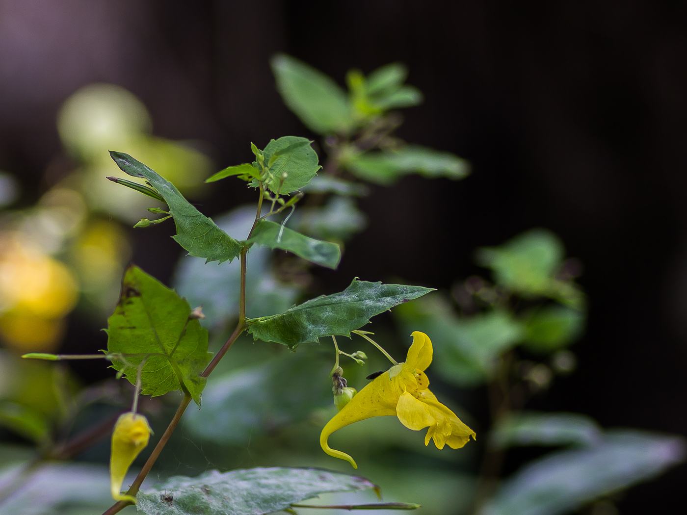 Image of Impatiens noli-tangere specimen.