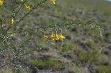 Caragana stenophylla