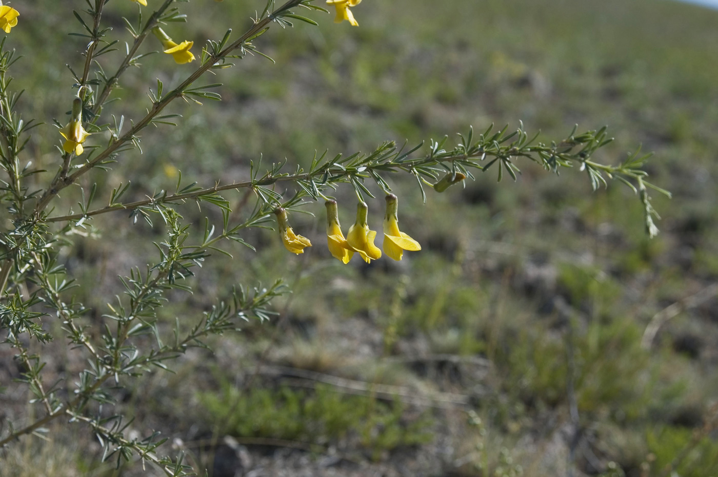 Image of Caragana stenophylla specimen.