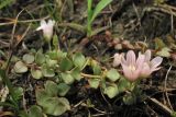 Anagallis tenella. Цветущее и плодоносящее растение. Нидерланды, провинция Gelderland, община Bronkhorst, окр. дер. Zelhem, участок со снятым несколько лет назад верхним слоем почвы. 10 июля 2010 г.