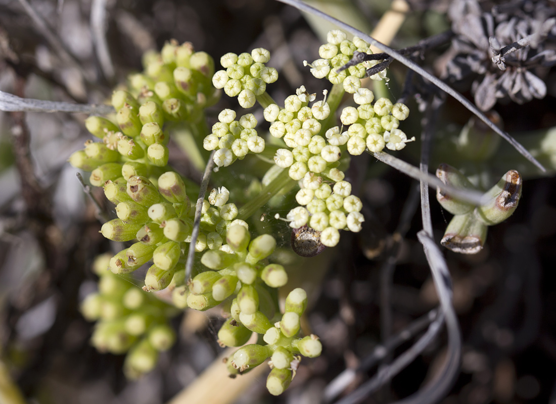 Image of Crithmum maritimum specimen.
