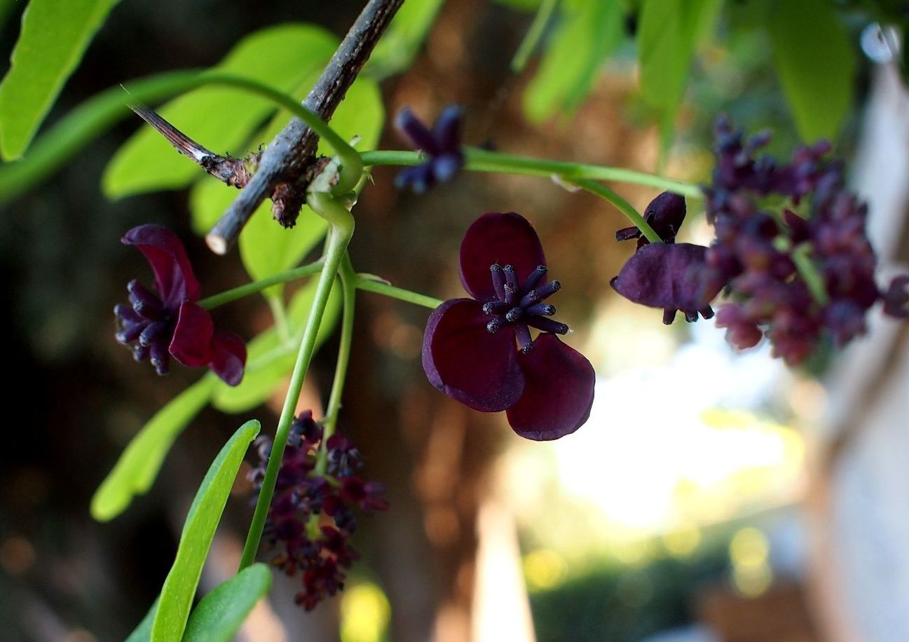 Изображение особи Akebia quinata.