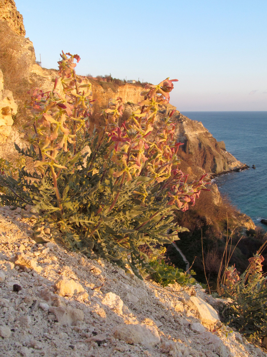 Image of Matthiola odoratissima specimen.