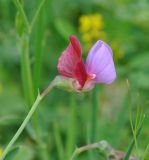 Lathyrus clymenum