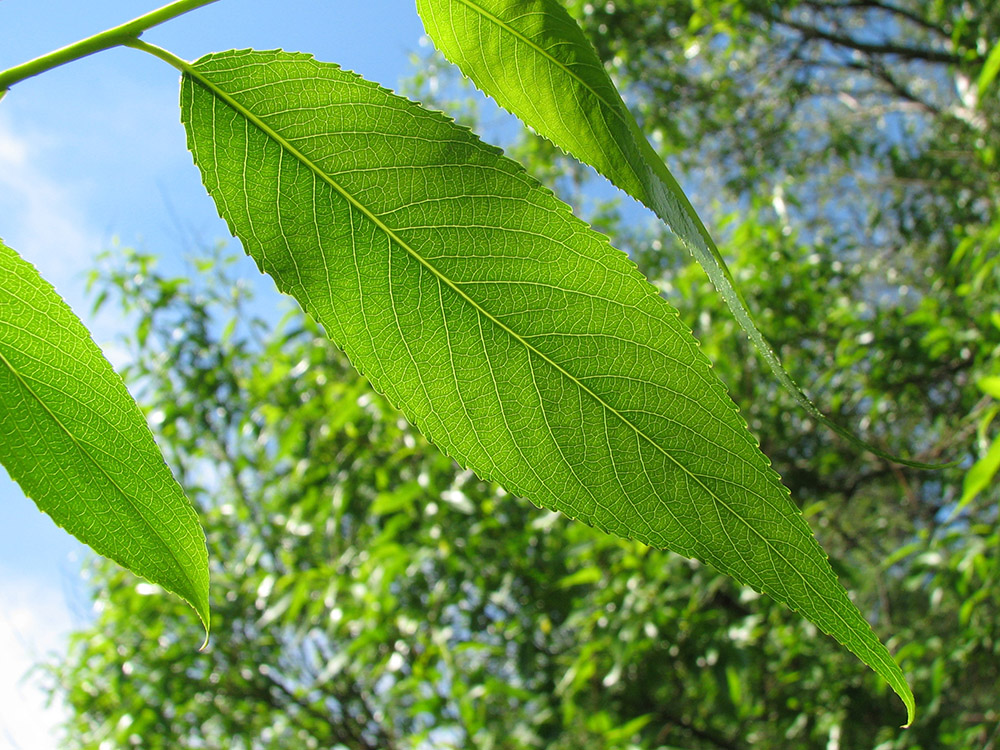 Image of Salix euxina specimen.