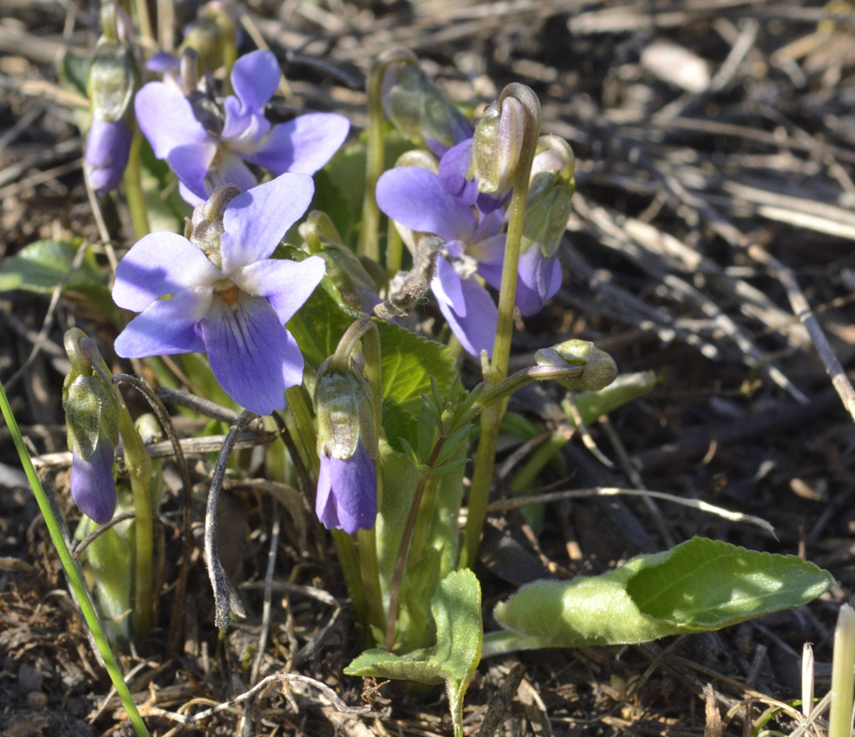 Image of Viola hirta specimen.