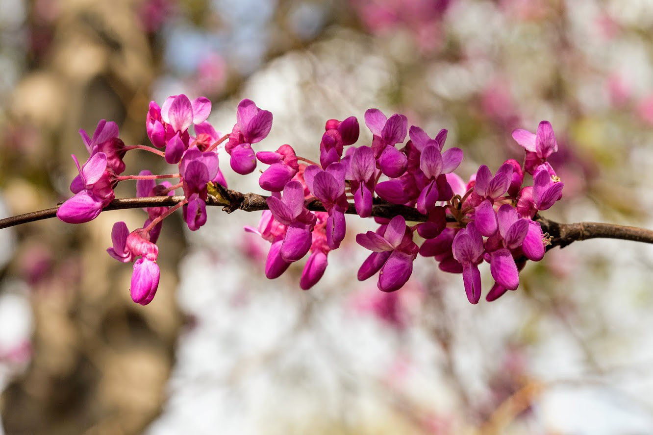 Image of Cercis siliquastrum specimen.