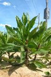 Cirsium setosum