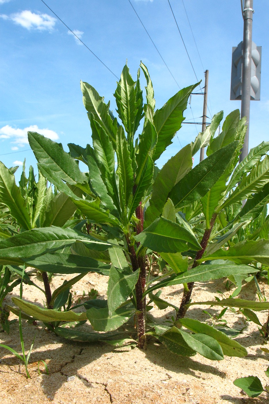 Image of Cirsium setosum specimen.