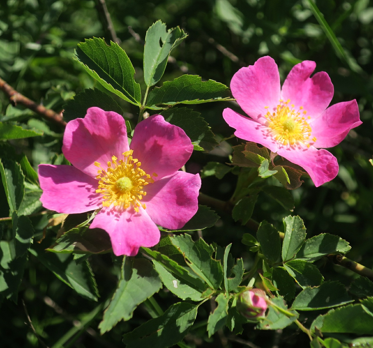 Изображение особи Rosa subafzeliana.