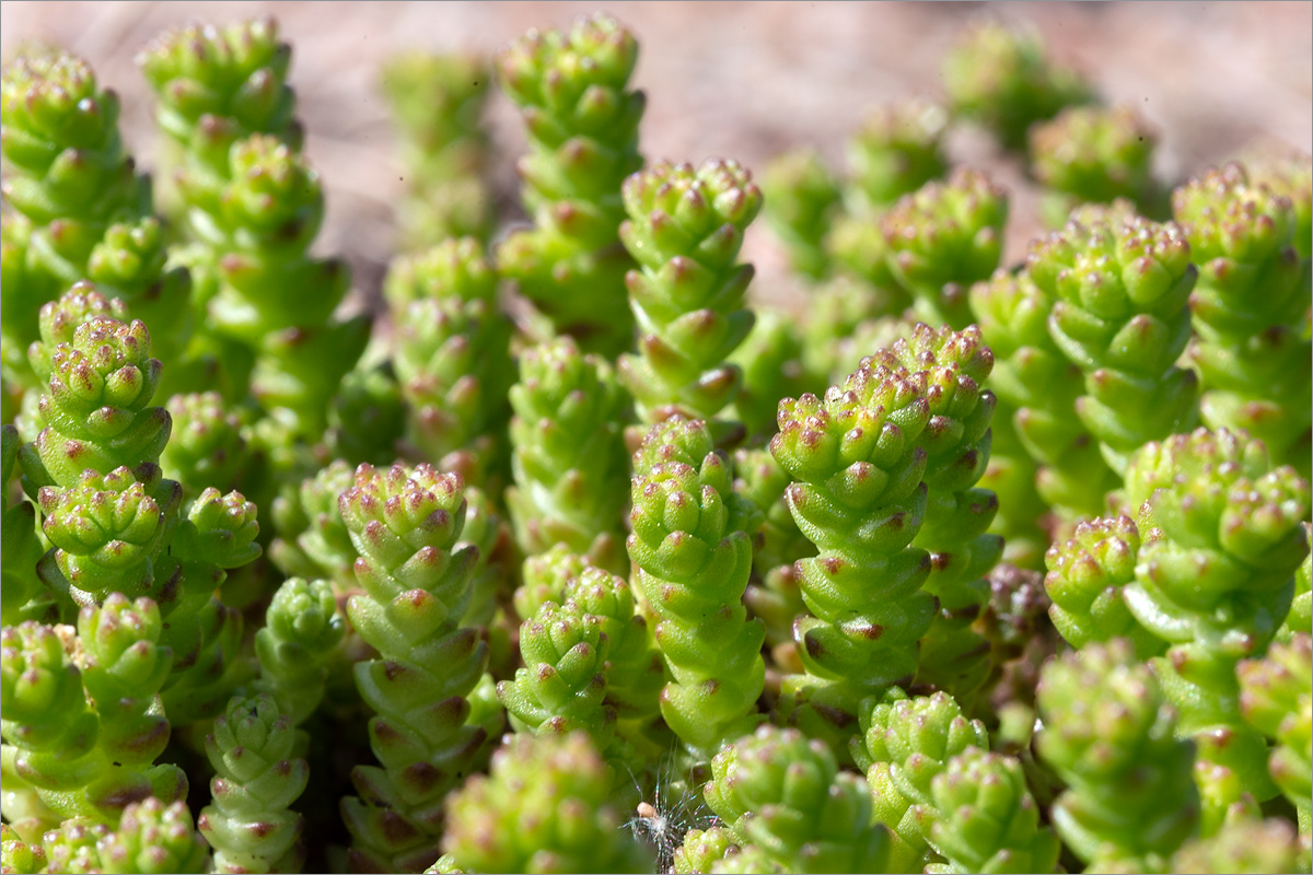 Image of Sedum acre specimen.