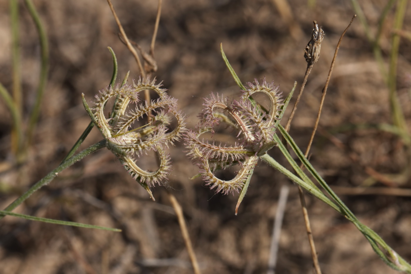 Image of Koelpinia linearis specimen.