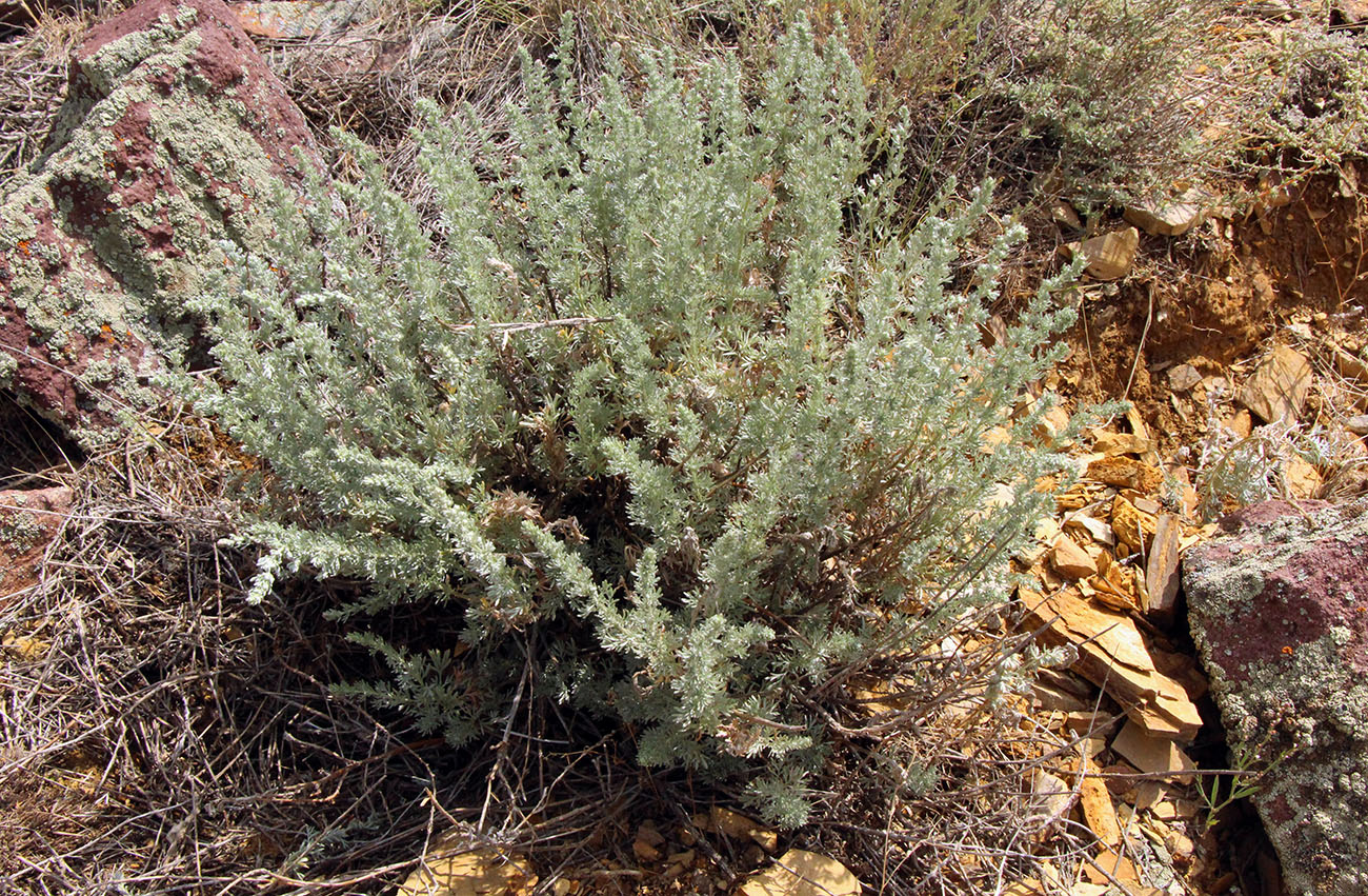 Image of Artemisia frigida specimen.