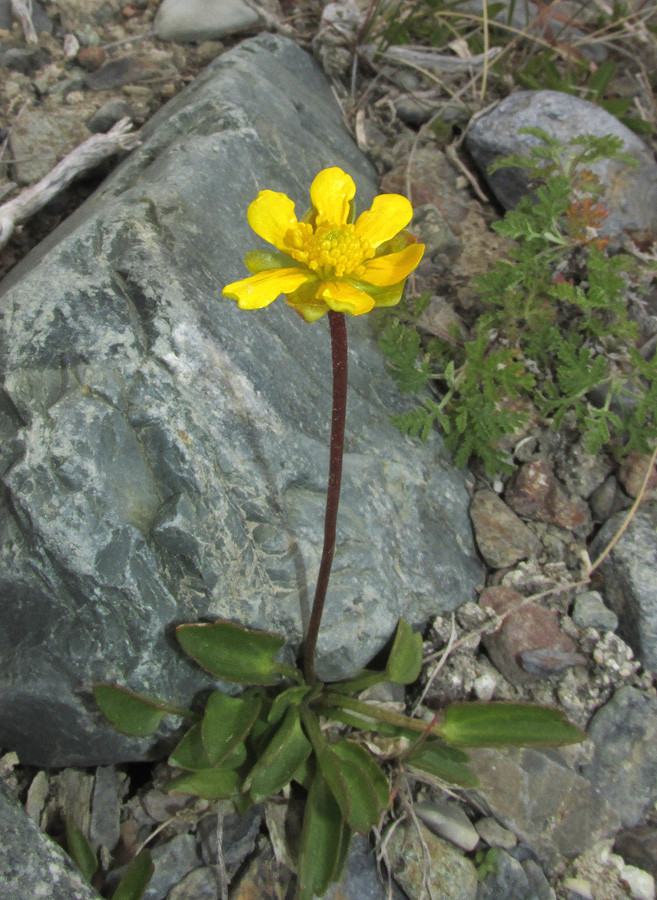 Image of Halerpestes salsuginosa specimen.