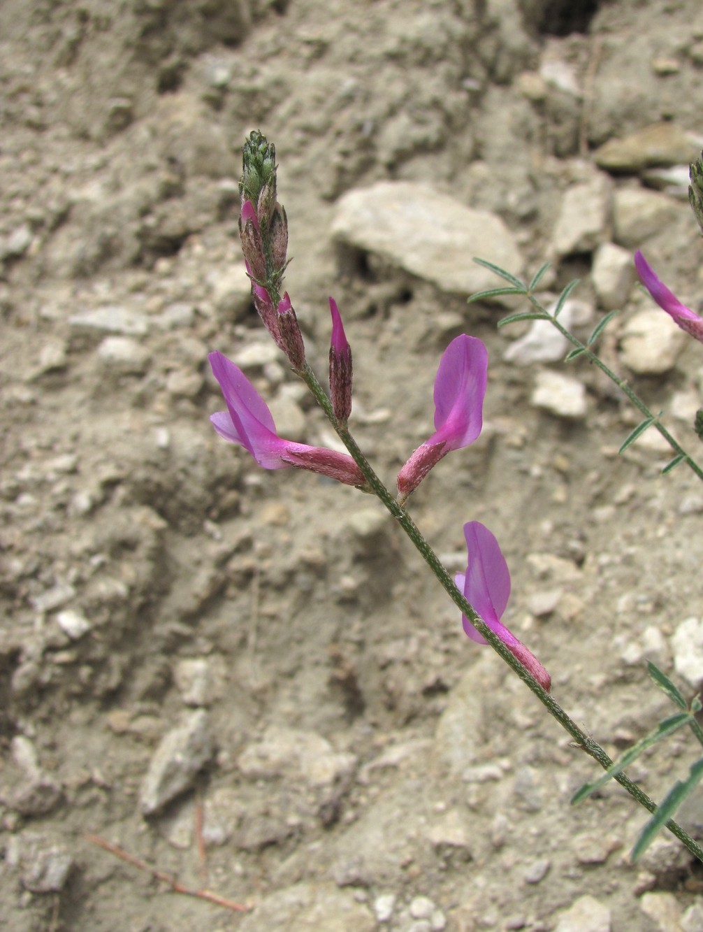 Изображение особи Astragalus haesitabundus.