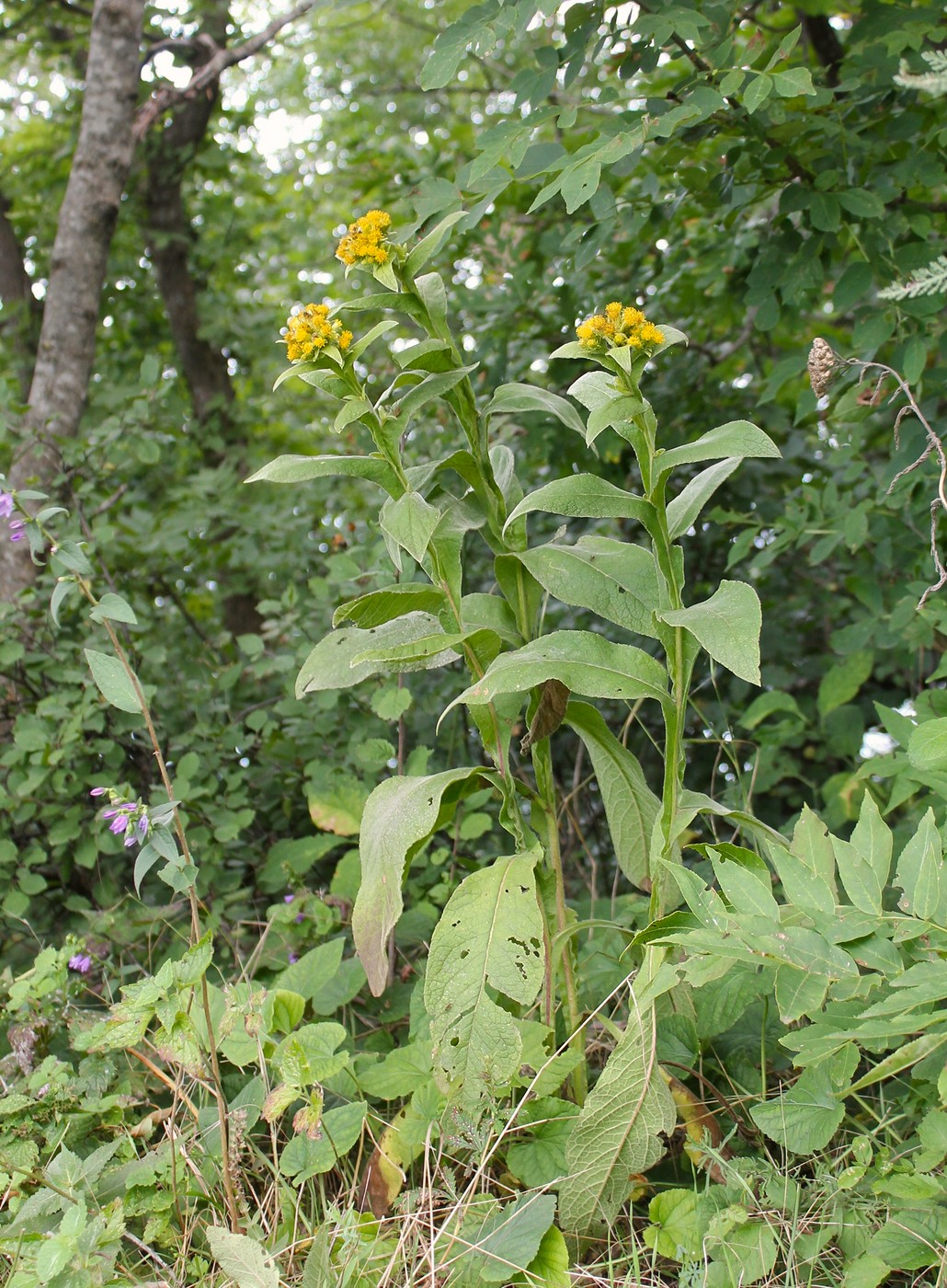 Image of Inula thapsoides specimen.