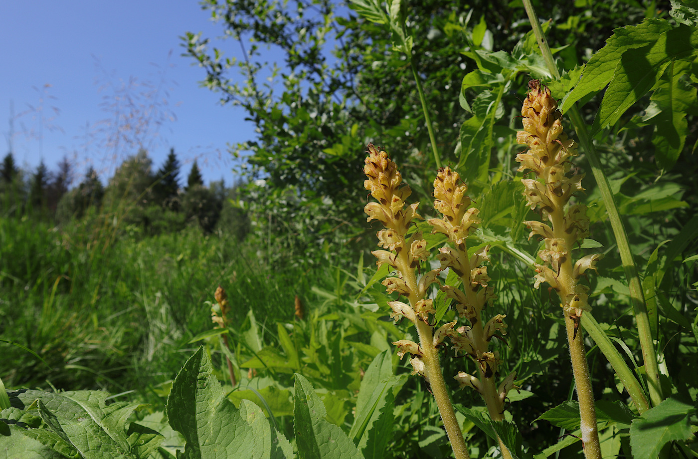 Image of Orobanche pallidiflora specimen.