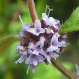 Mentha arvensis