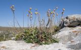 Helianthemum buschii. Плодоносящее растение. Адыгея, Кавказский биосферный заповедник, хр. Каменное Море, ≈ 2050 м н.у.м., в расщелине скалы. 10.09.2016.