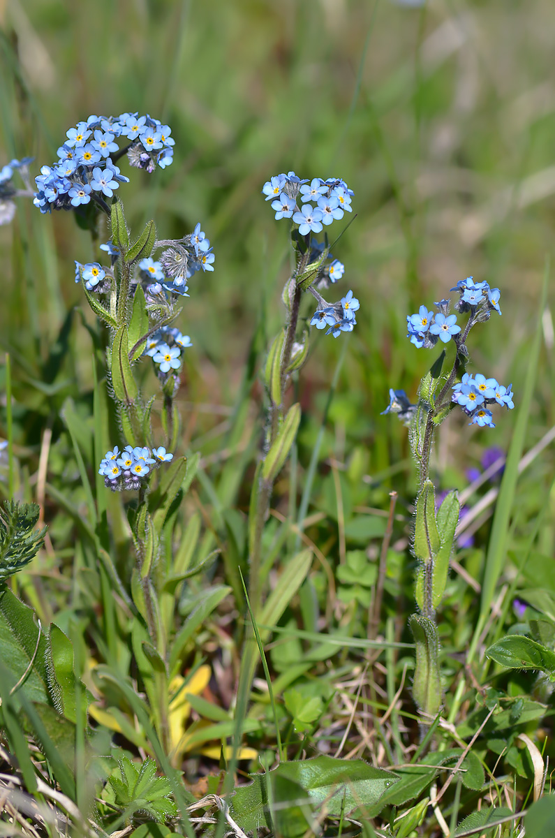 Image of Myosotis alpestris specimen.