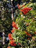 Sorbus aucuparia. Верхушка ветви с соплодиями. Челябинская обл., Чебаркульский р-н, берег оз. Еловое, опушка смешанного леса. 07.08.2019.